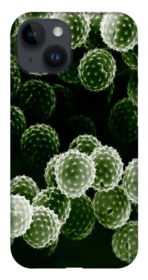 Allergen iPhone Case featuring the photograph Ragweed Pollen Sem by David M. Phillips / The Population Council