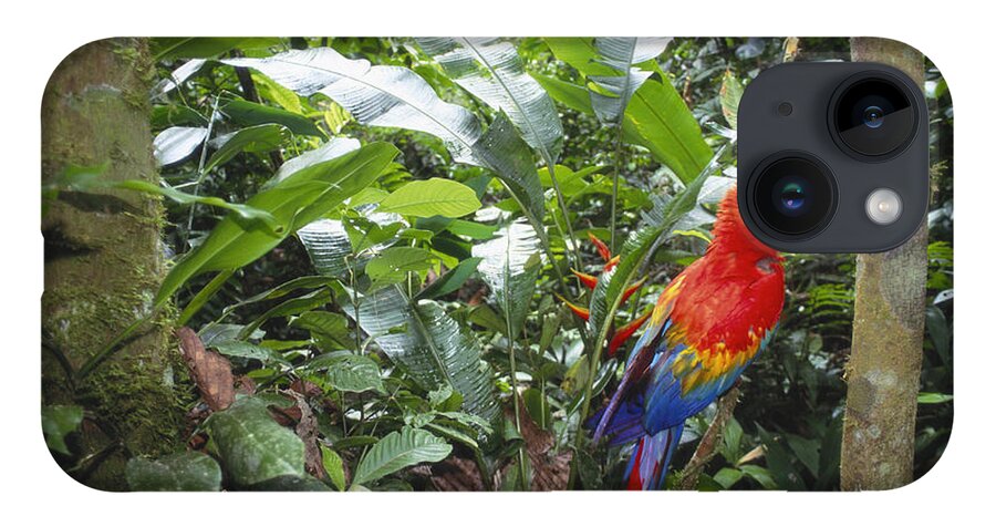 Full Length iPhone 14 Case featuring the photograph Scarlet Macaw by Art Wolfe