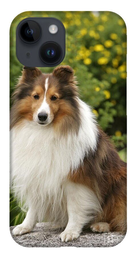 Dog iPhone 14 Case featuring the photograph Shetland Sheepdog by Rolf Kopfle