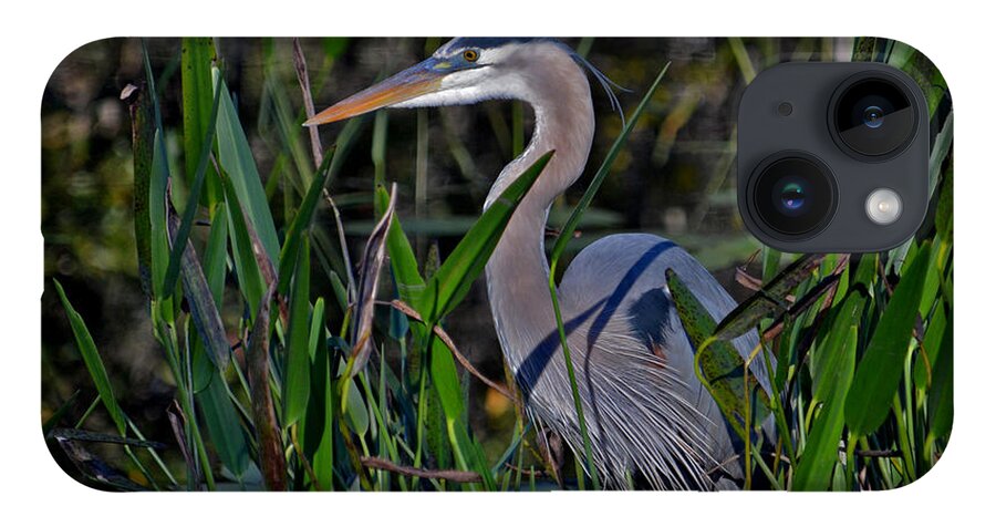 Great Blue Heron iPhone Case featuring the photograph 20- Great Blue Heron by Joseph Keane
