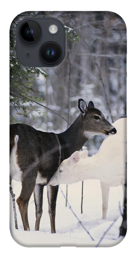 Nature iPhone 14 Case featuring the photograph Albino And Normal White-tailed Deer by Thomas & Pat Leeson