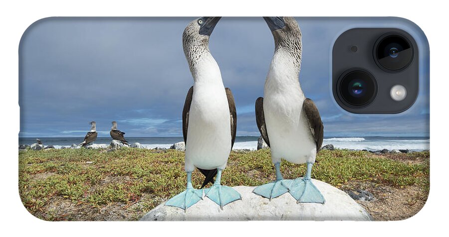 531691 iPhone 14 Case featuring the photograph Blue-footed Booby Pair Courting #3 by Tui De Roy