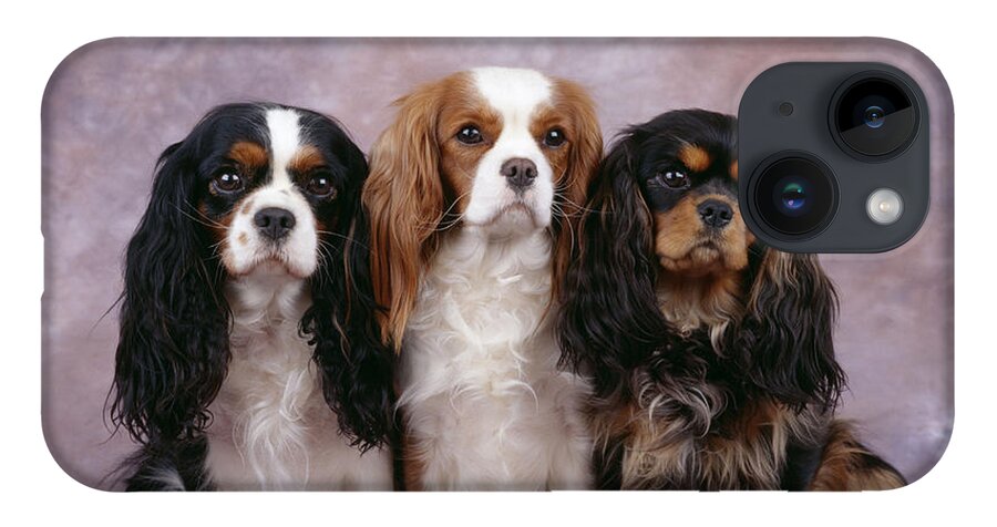 Dog iPhone Case featuring the photograph Cavalier King Charles Spaniels by John Daniels