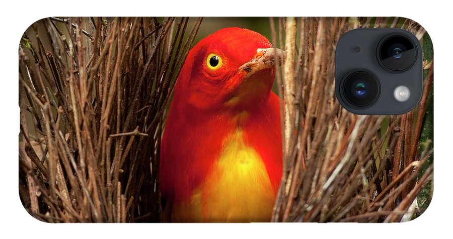 Aesthetics iPhone 14 Case featuring the photograph Flame Bowerbird In Bower Animal Art #3 by Paul D Stewart