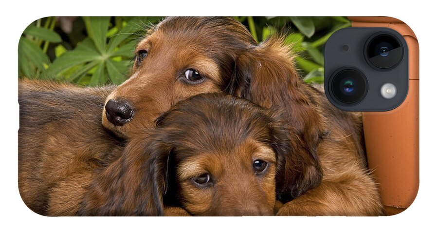 Dachshund iPhone 14 Case featuring the photograph Long-haired Dachshunds by Jean-Michel Labat