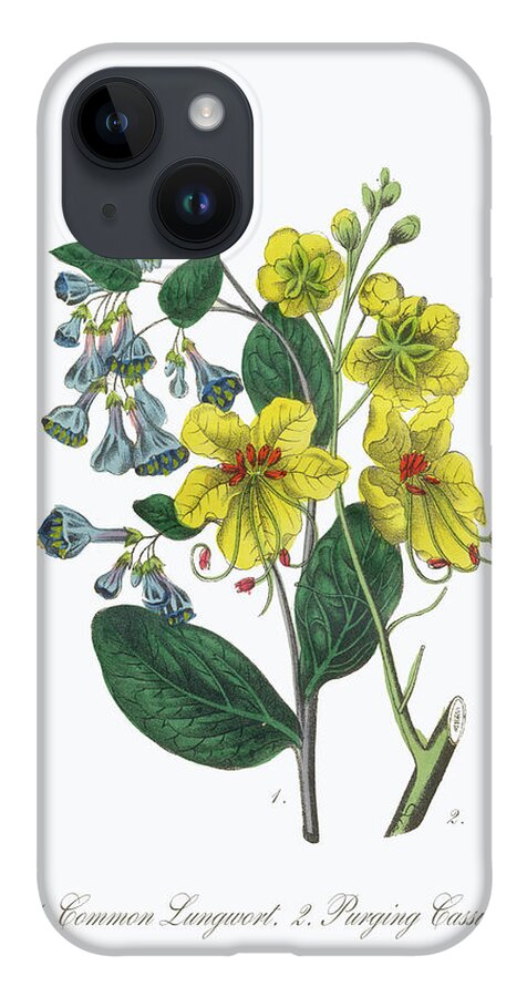 White Background iPhone Case featuring the digital art Victorian Botanical Illustration Of by Bauhaus1000