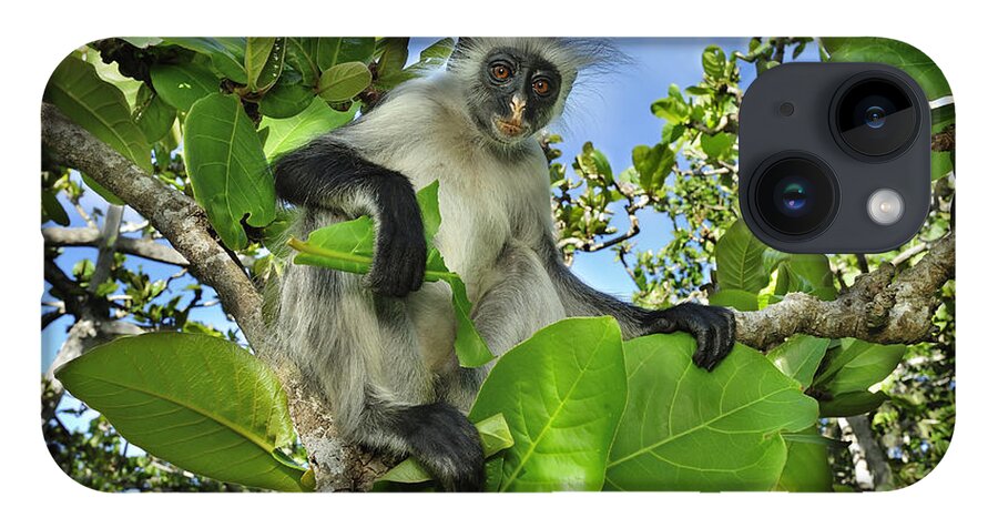 Thomas Marent iPhone Case featuring the photograph Zanzibar Red Colobus In Tree Jozani by Thomas Marent