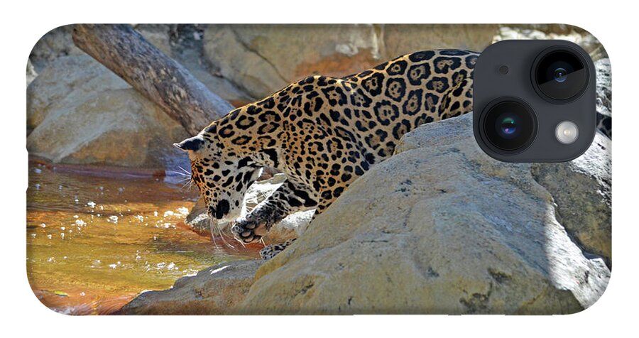 Leopard iPhone 14 Case featuring the photograph 37- Jaguar by Joseph Keane