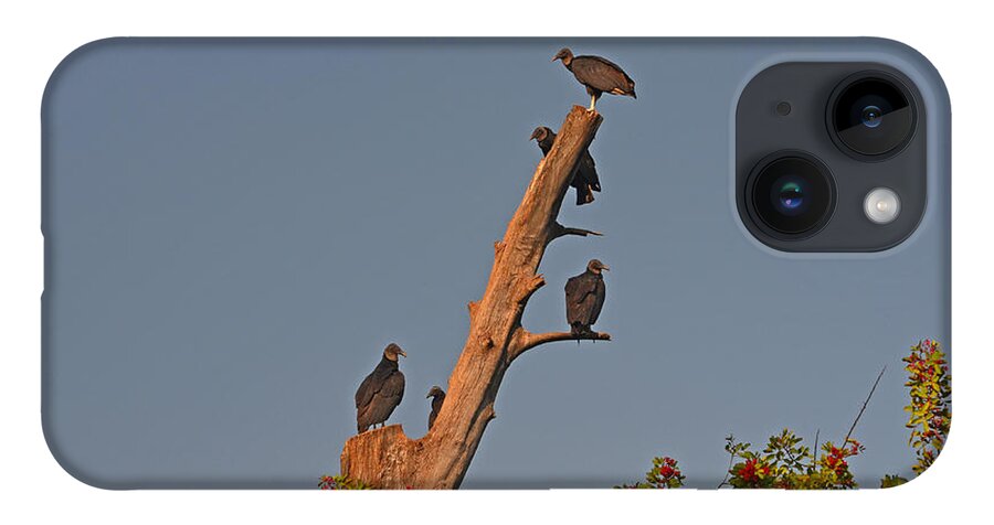  iPhone Case featuring the photograph 4- Black Vultures by Joseph Keane