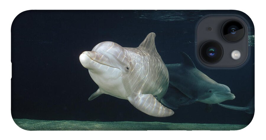 Feb0514 iPhone 14 Case featuring the photograph Bottlenose Dolphin Pair Hawaii #4 by Flip Nicklin