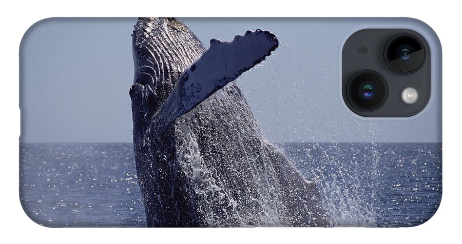 Feb0514 iPhone 14 Case featuring the photograph Humpback Whale Breaching Maui Hawaii #4 by Flip Nicklin