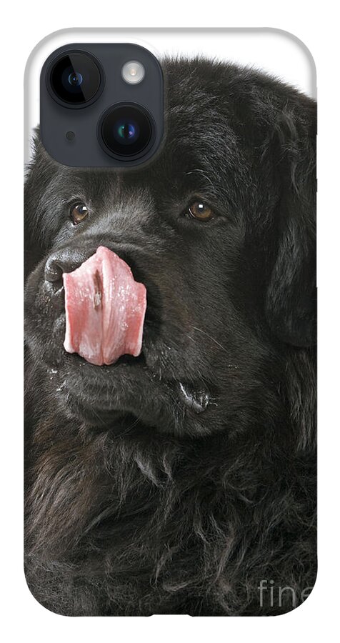 Newfoundland iPhone 14 Case featuring the photograph Newfoundland Dog by Jean-Michel Labat