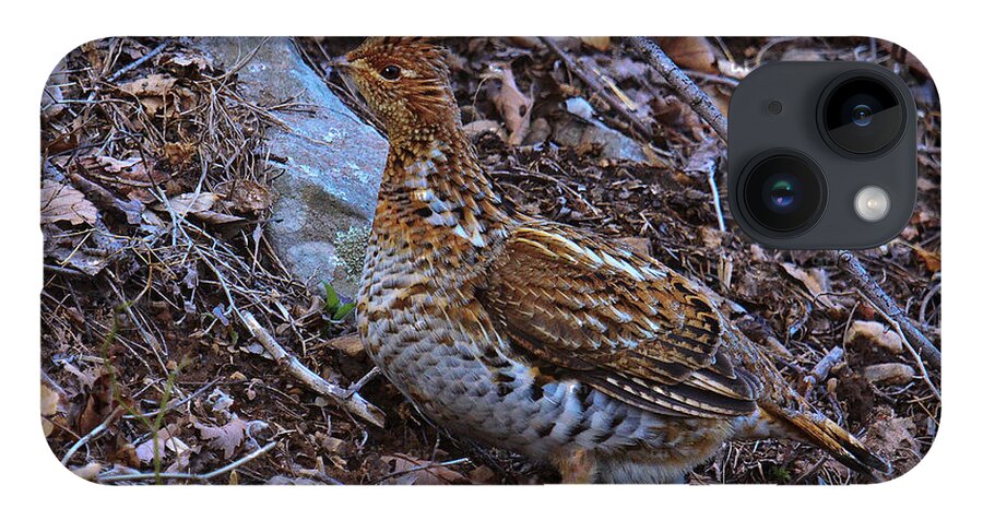 Bedford iPhone 14 Case featuring the photograph Ruffed Grouse #4 by Ronald Lutz