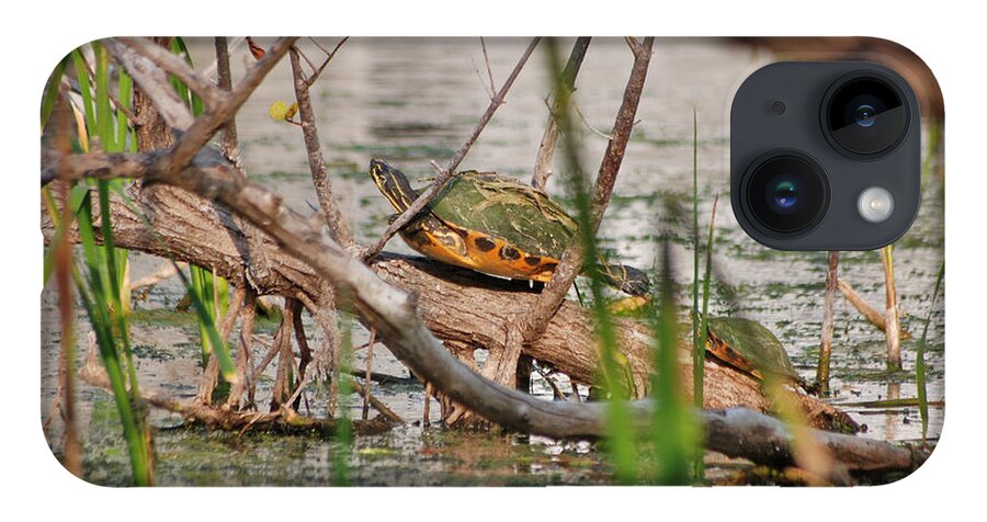 Red-bellied Turtle iPhone Case featuring the photograph 42- Florida Red-Bellied Turtle by Joseph Keane