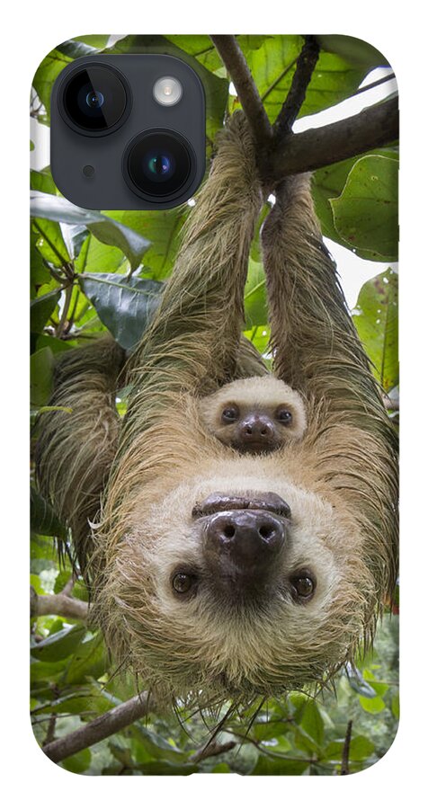 Mp iPhone 14 Case featuring the photograph Hoffmanns Two-toed Sloth And Old Baby by Suzi Eszterhas