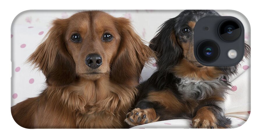 Dachshund iPhone 14 Case featuring the photograph Miniature Long-haired Dachshunds by John Daniels