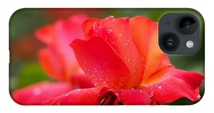 Roses iPhone 14 Case featuring the photograph A Tintinara Rose in the Rain by Rona Black