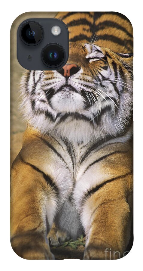Siberian Tiger iPhone 14 Case featuring the photograph A Tough Day Siberian Tiger Endangered Species Wildlife Rescue by Dave Welling