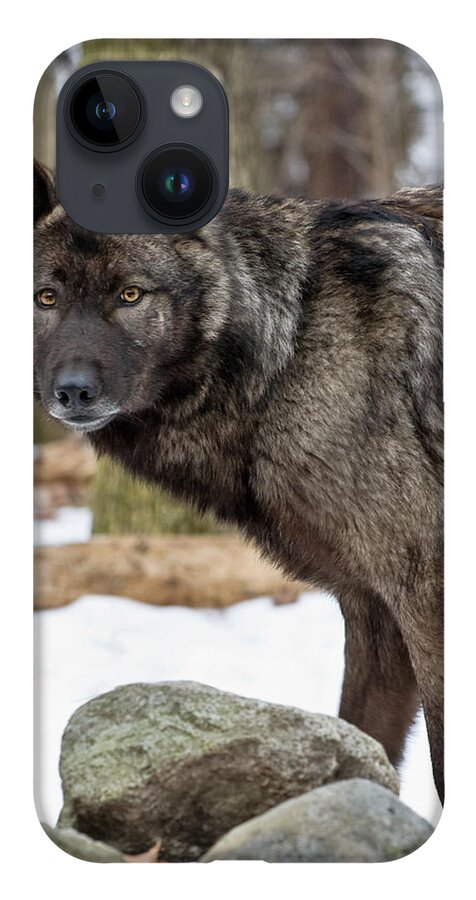 Wolf iPhone 14 Case featuring the photograph A Wolf's Intense Focus by Gary Slawsky