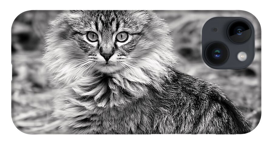 Cat iPhone 14 Case featuring the photograph A Young Maine Coon by Rona Black