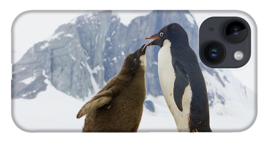 00345593 iPhone 14 Case featuring the photograph Adelie Penguin Chick Begging For Food by Yva Momatiuk John Eastcott