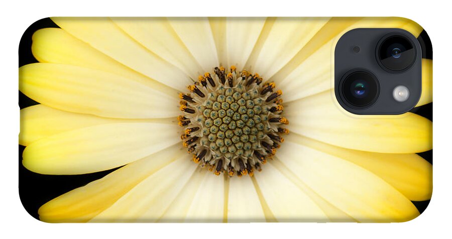 Daisy iPhone 14 Case featuring the photograph African Daisy by Patty Colabuono