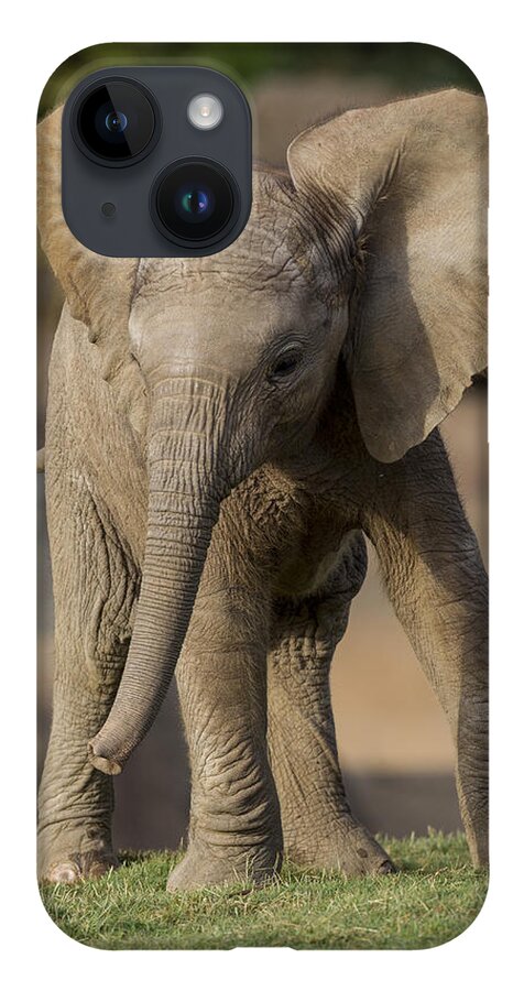 Feb0514 iPhone Case featuring the photograph African Elephant Calf Displaying by San Diego Zoo