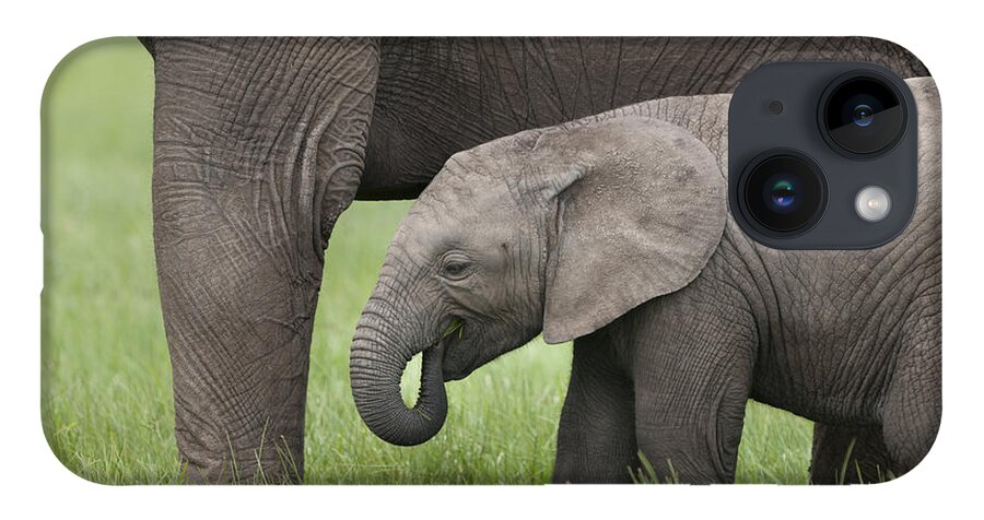 Feb0514 iPhone 14 Case featuring the photograph African Elephant Calf Grazing by Tui De Roy