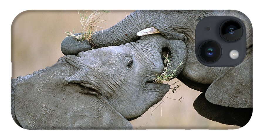 00344808 iPhone 14 Case featuring the photograph African Elephant Calves Playing by Yva Momatiuk and John Eastcott