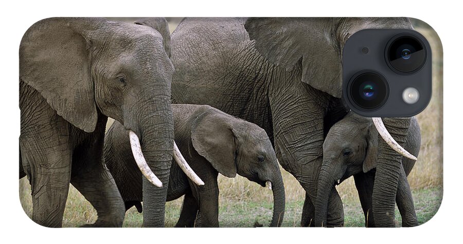 00344769 iPhone Case featuring the photograph African Elephant Females And Calves by Yva Momatiuk and John Eastcott