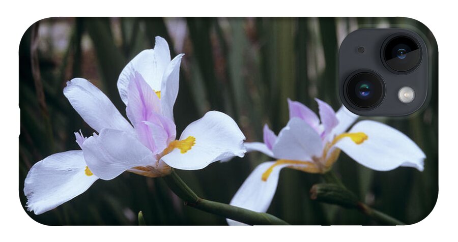 Dietes Vegeta iPhone Case featuring the photograph African Iris (dietes Vegeta) by Sally Mccrae Kuyper/science Photo Library
