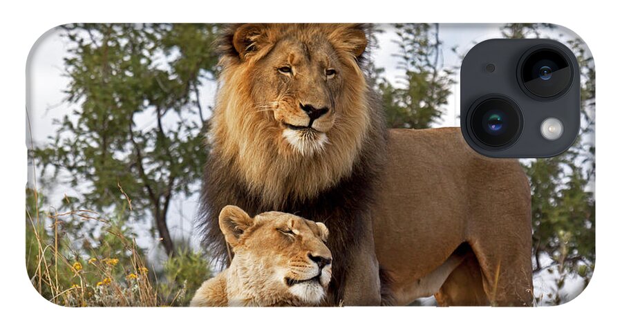 Nis iPhone 14 Case featuring the photograph African Lion And Lioness Botswana by Erik Joosten
