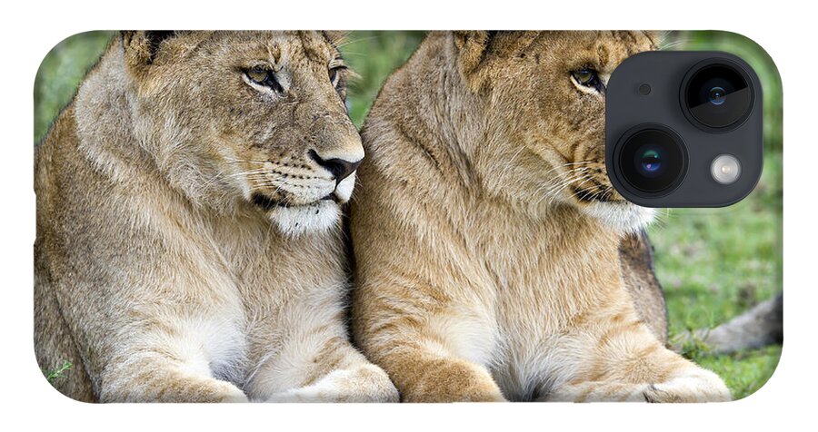 Nis iPhone 14 Case featuring the photograph African Lion Juveniles Serengeti Np by Erik Joosten