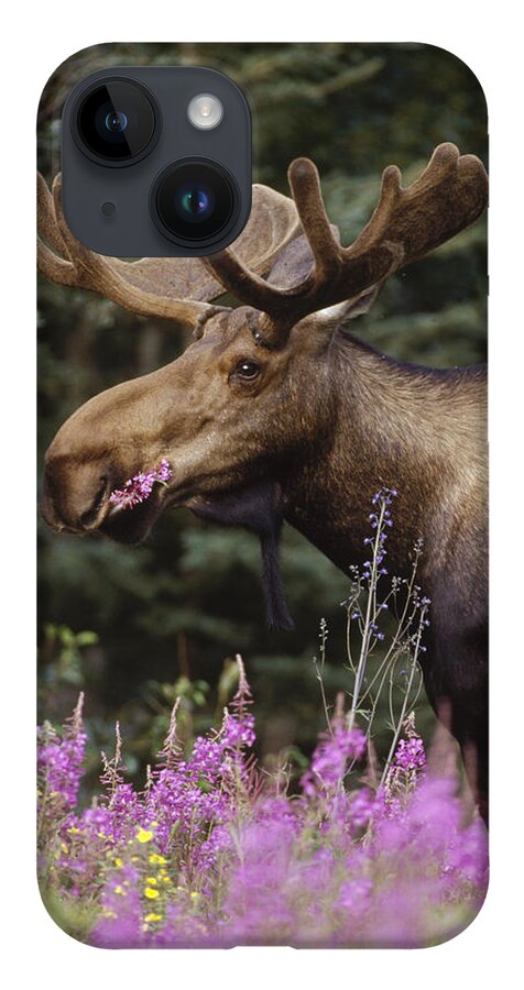 Feb0514 iPhone 14 Case featuring the photograph Alaska Moose Feeding On Fireweed Alaska by Michael Quinton