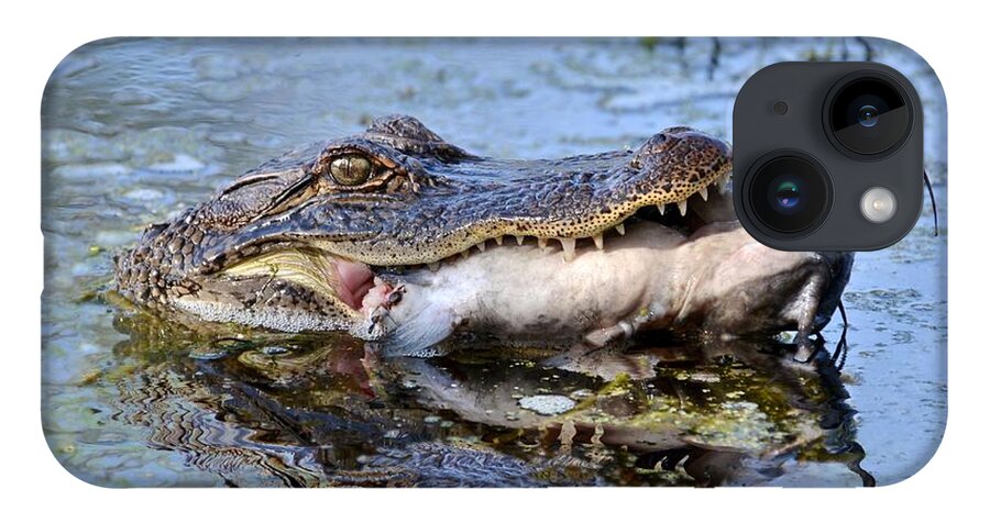 Alligator iPhone 14 Case featuring the photograph Alligator Catches Catfish by Kathy Baccari