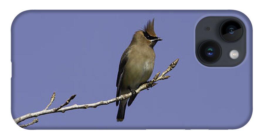 Cedar Waxwing iPhone 14 Case featuring the photograph Alone On A Limb by Thomas Young