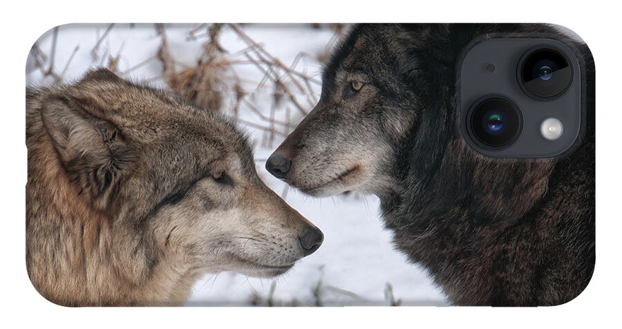 Wolf iPhone 14 Case featuring the photograph Alpha by Craig Leaper