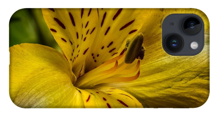 Alstroemeria iPhone 14 Case featuring the photograph Alstroemeria Bloom by Ron Pate