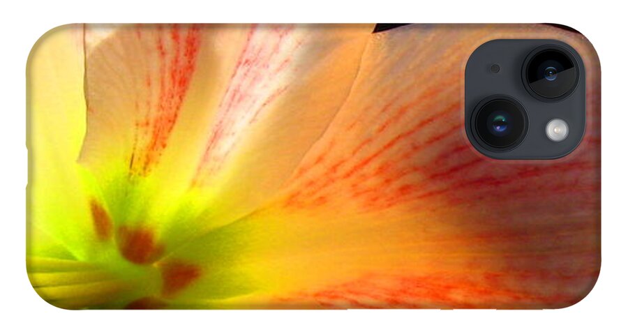 Amaryllis iPhone Case featuring the photograph Amaryllis by Andrea Lazar
