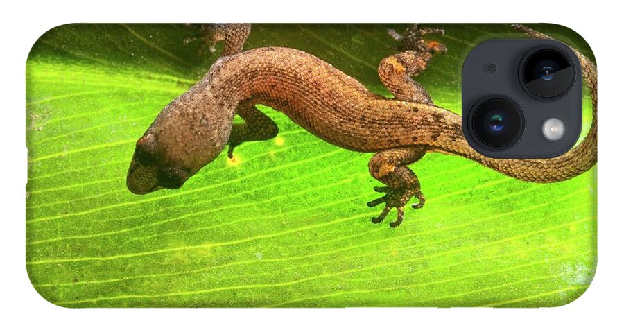 Amazon Gecko iPhone 14 Case featuring the photograph Amazon Gecko (coleodactylus Amazonicus) by Philippe Psaila/science Photo Library