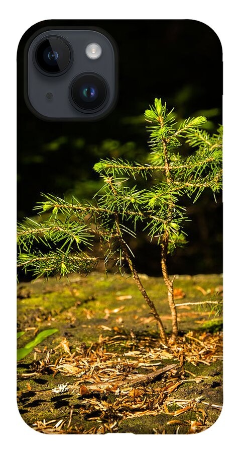 Tree iPhone Case featuring the photograph Ambitious Spruce by Andreas Berthold