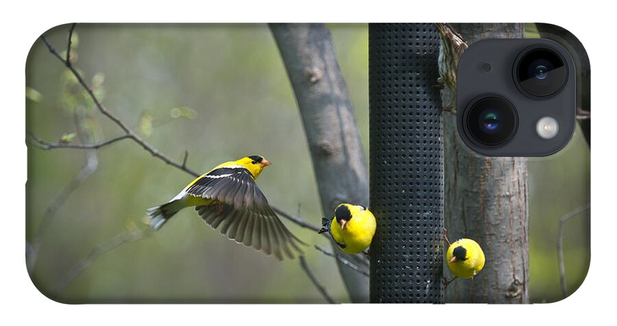 American iPhone 14 Case featuring the photograph American Goldfinch by Bill Cubitt