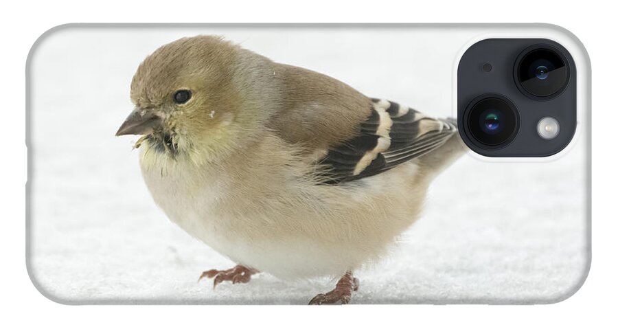 Jan Holden iPhone 14 Case featuring the photograph American Goldfinch in the Snow by Holden The Moment