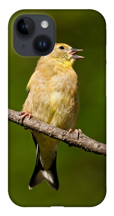 American Goldfinch iPhone 14 Case featuring the photograph American Goldfinch Singing by Jeff Goulden