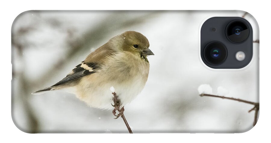 Jan Holden iPhone 14 Case featuring the photograph American Goldfinch Up Close by Holden The Moment