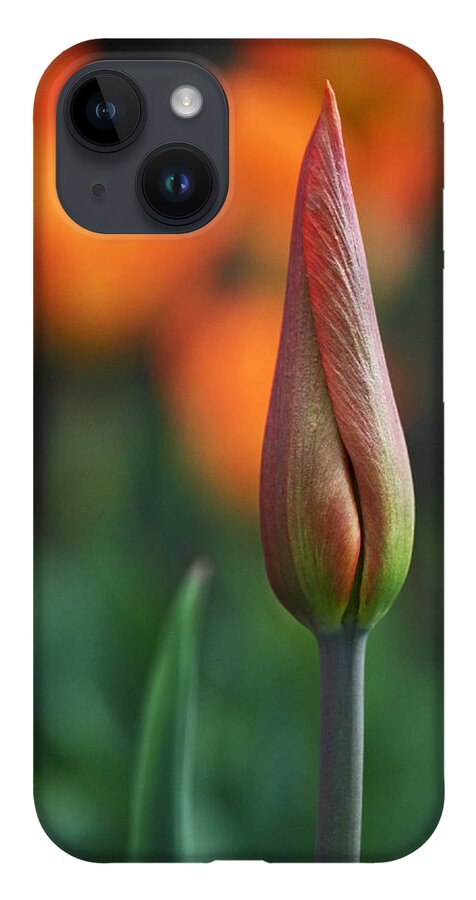 Tulip iPhone 14 Case featuring the photograph An Elegant Beginning by Rona Black