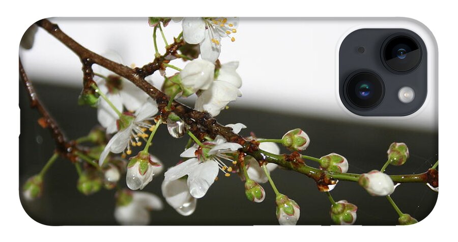 Apple Blossom iPhone 14 Case featuring the photograph Apple Blossom Buds by Valerie Collins