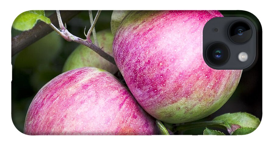 Apples iPhone 14 Case featuring the photograph 2 Apples on Tree by Steven Ralser