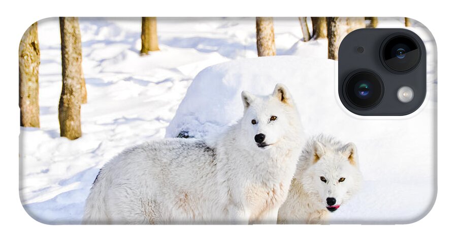 Arctic Wolves iPhone 14 Case featuring the photograph Arctic Wolves by Cheryl Baxter