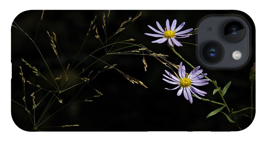 Asters iPhone 14 Case featuring the photograph Asters in Woodland Light by Michael Dougherty